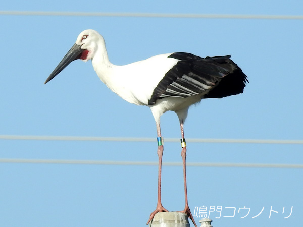 鳴門コウノトリ 2015年12月30日 徳島県鳴門市大麻町