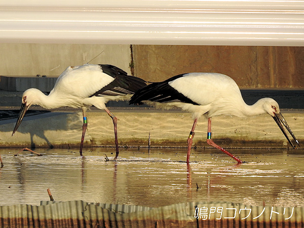 鳴門コウノトリ 2016年2月18日 徳島県鳴門市大津町