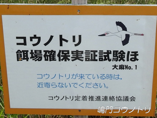 徳島県鳴門市大麻町 コウノトリ 餌場確保実証試験ほ 大麻