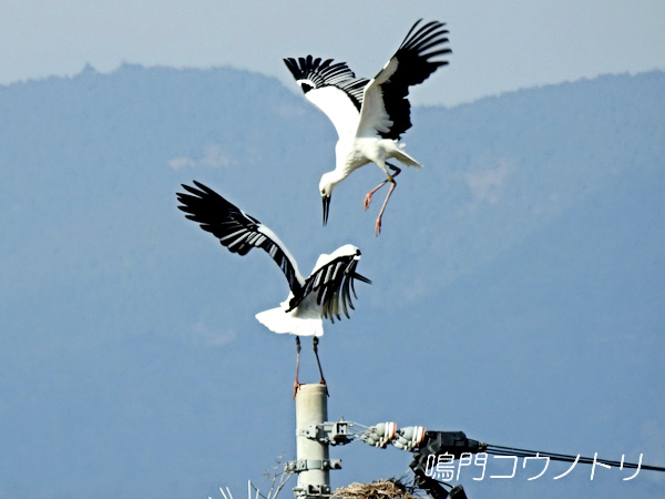 鳴門コウノトリ 2016年1月31日 徳島県鳴門市大麻町