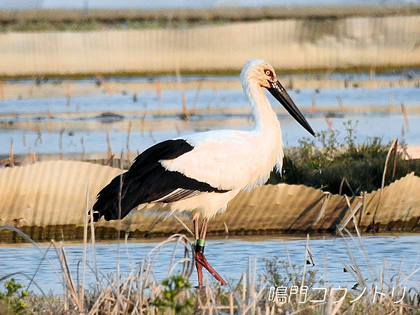 鳴門コウノトリ 2016年3月28日 徳島県鳴門市大津町