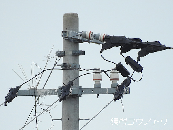 徳島県鳴門市大麻町 コウノトリ 鸛 電柱 巣 2016年2月14日