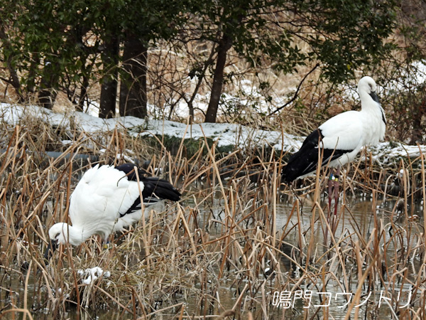 鳴門コウノトリ 2016年1月24日 徳島県鳴門市大麻町