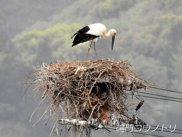 鳴門コウノトリ 2016年4月18日 徳島県鳴門市大麻町