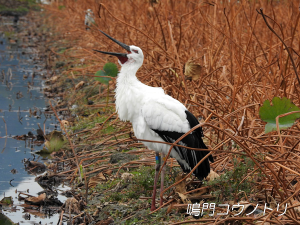 鳴門コウノトリ 2015年11月2日 徳島県板野郡松茂町