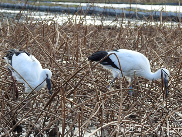 鳴門コウノトリ 2015年11月26日 徳島県鳴門市大津町