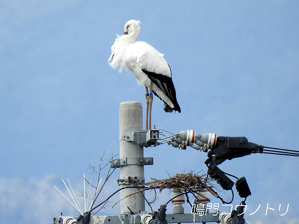 鳴門コウノトリ 2016年2月7日 徳島県鳴門市大麻町