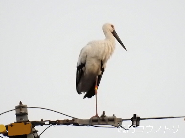 鳴門コウノトリ 2016年2月8日 徳島県鳴門市大麻町