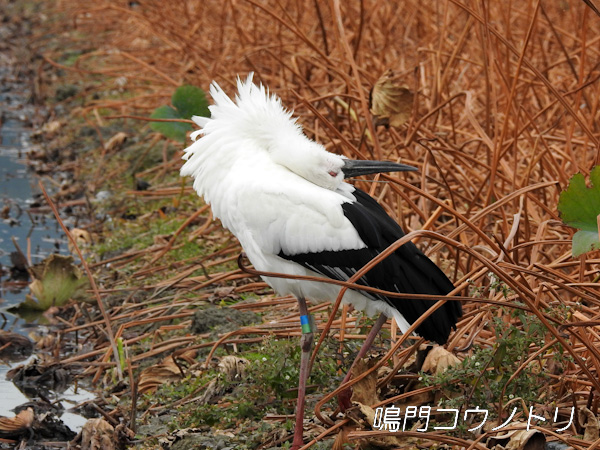 鳴門コウノトリ 2015年11月2日 徳島県板野郡松茂町