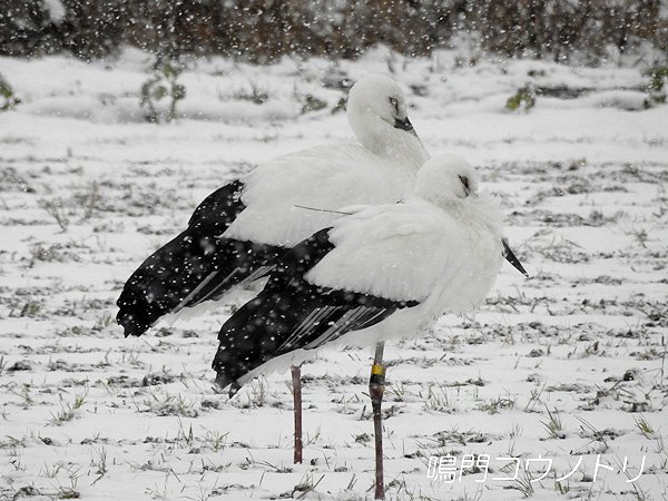 鳴門コウノトリ 2016年1月24日 徳島県鳴門市大麻町