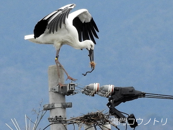 鳴門コウノトリ 2016年1月30日 徳島県鳴門市大麻町