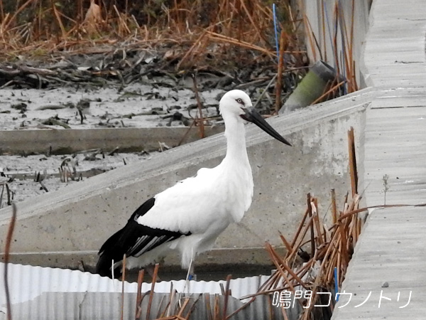 鳴門コウノトリ 2015年11月28日 徳島県鳴門市大津町