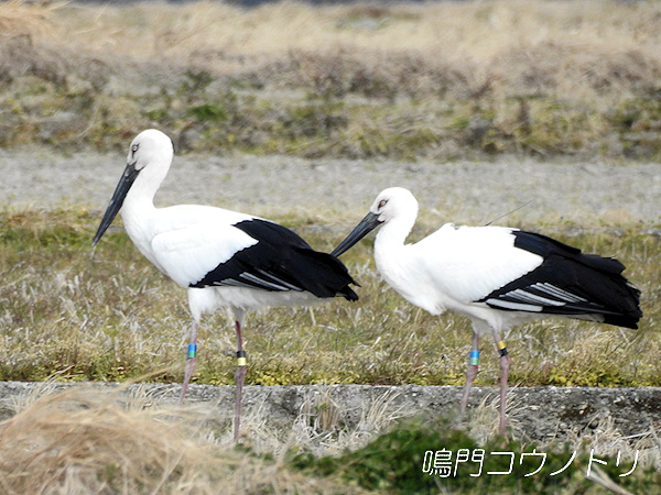 鳴門コウノトリ 2016年2月9日 徳島県鳴門市大麻町
