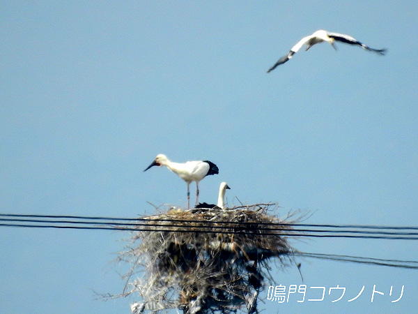 鳴門コウノトリ 2016年3月29日 徳島県鳴門市大麻町