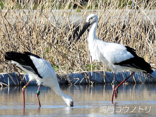 鳴門コウノトリ 2016年3月21日 徳島県鳴門市大津町