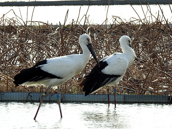 鳴門コウノトリ 2015年12月27日 徳島県鳴門市大津町