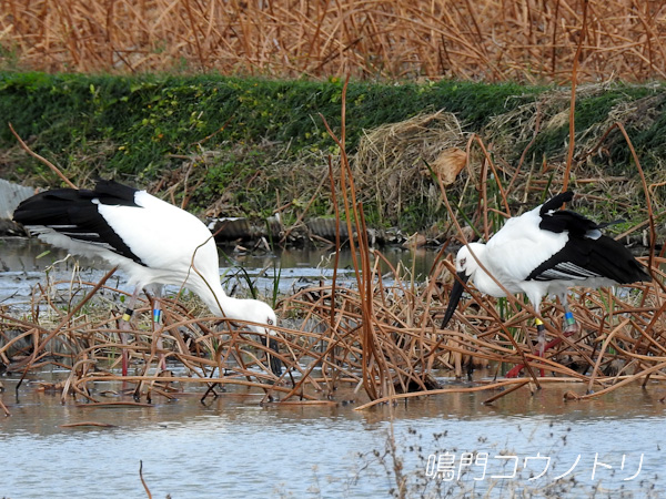 鳴門コウノトリ 2015年11月11日 徳島県鳴門市大津町