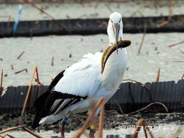 鳴門コウノトリ 2015年11月26日 徳島県鳴門市大津町