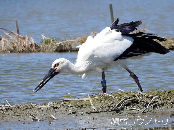 鳴門コウノトリ 2016年3月21日 徳島県鳴門市大麻町