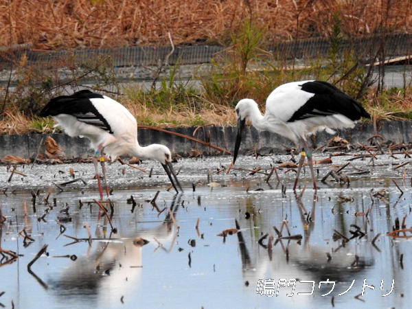 鳴門コウノトリ 2015年11月4日 徳島県鳴門市大津町