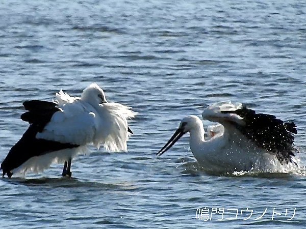 鳴門コウノトリ 2015年12月7日 徳島県 吉野川 六条大橋