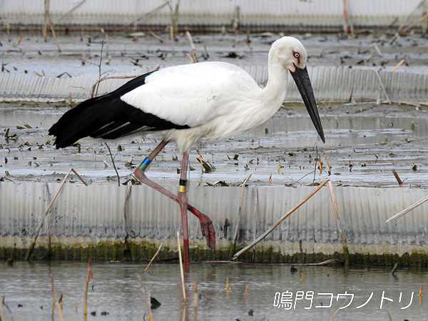 鳴門コウノトリ 2016年4月2日 徳島県鳴門市大津町