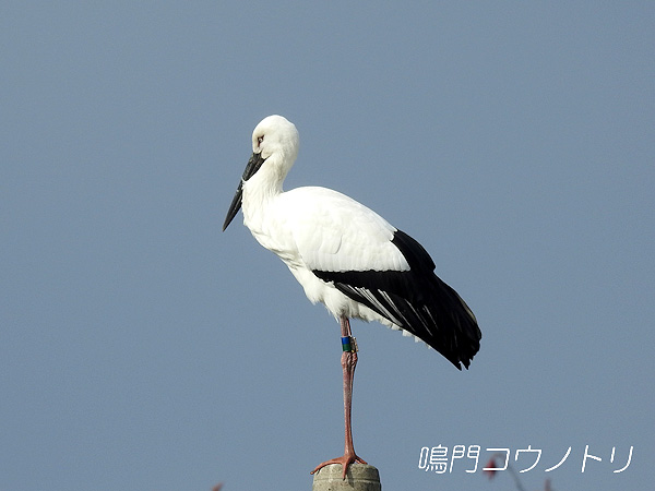 鳴門コウノトリ 2016年1月26日 徳島県鳴門市大麻町