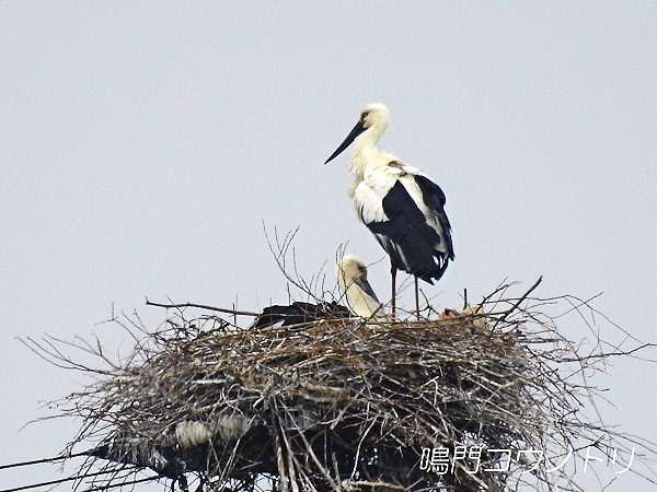 鳴門コウノトリ 2016年3月29日 徳島県鳴門市大麻町