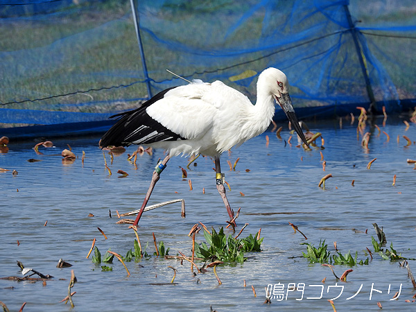 鳴門コウノトリ 2016年4月15日 徳島県鳴門市大麻町