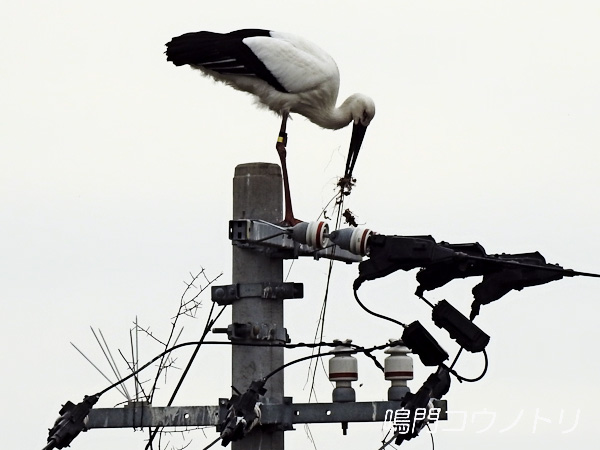 鳴門コウノトリ 2016年2月22日 徳島県鳴門市大麻町