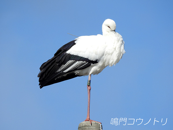 鳴門コウノトリ 2016年2月7日 徳島県板野郡藍住町