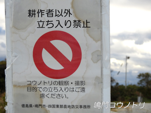 徳島県鳴門市 コウノトリ 鸛 巣 周辺 注意喚起 看板