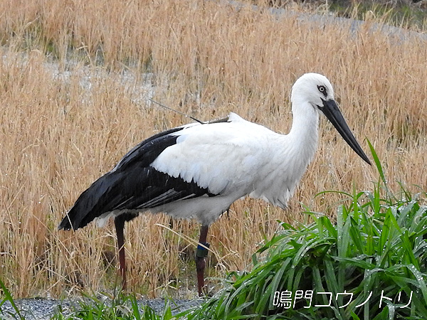 鳴門コウノトリ 2016年2月20日 徳島県板野郡藍住町