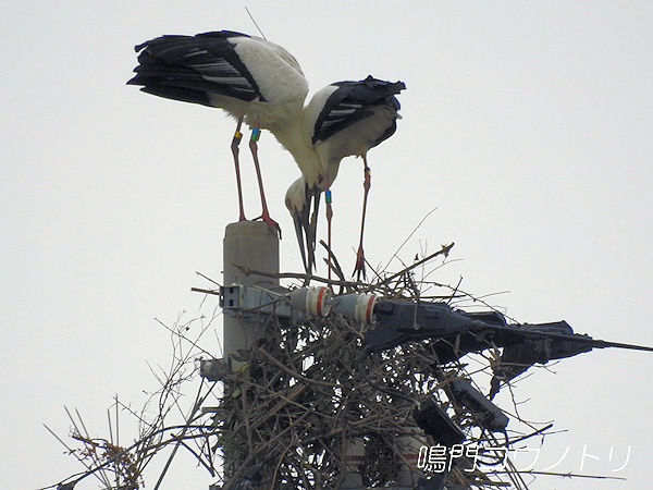 鳴門コウノトリ 2016年2月29日 徳島県鳴門市大麻町