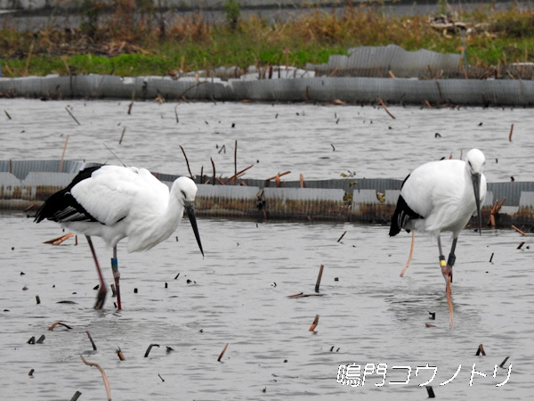 鳴門コウノトリ 2015年11月9日 徳島県鳴門市大津町