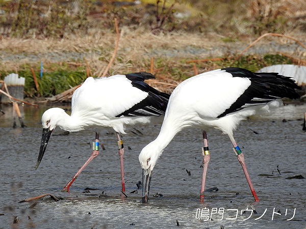 鳴門コウノトリ 2016年1月20日 徳島県鳴門市大麻町