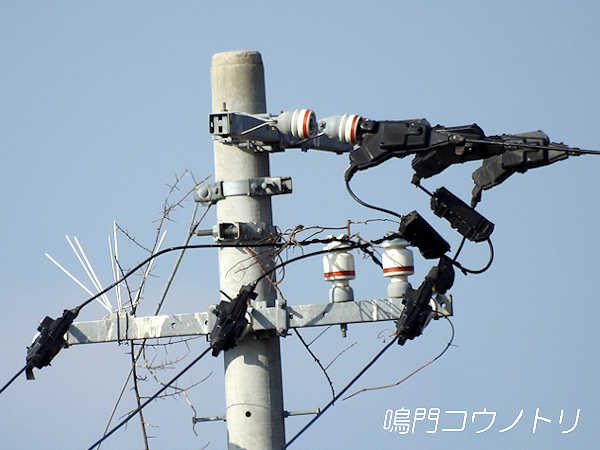 徳島県鳴門市大麻町 コウノトリ 鸛 電柱 巣 2016年2月10日