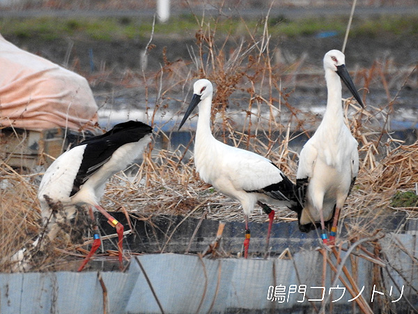 鳴門コウノトリ 2016年1月31日 徳島県鳴門市大麻町