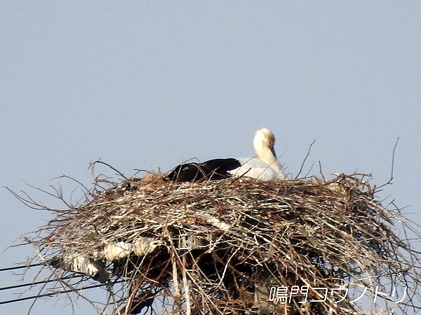 鳴門コウノトリ 2016年4月8日 徳島県鳴門市大麻町