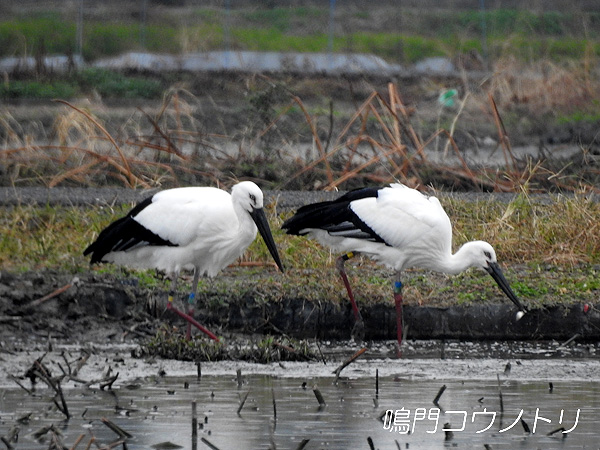 鳴門コウノトリ 2015年11月13日 徳島県板野郡松茂町