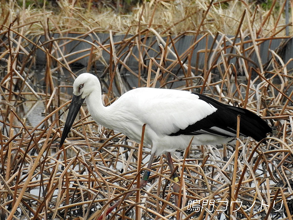 鳴門コウノトリ 2016年2月22日 徳島県鳴門市大麻町