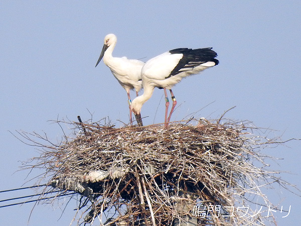 鳴門コウノトリ 2016年3月28日 徳島県鳴門市大麻町