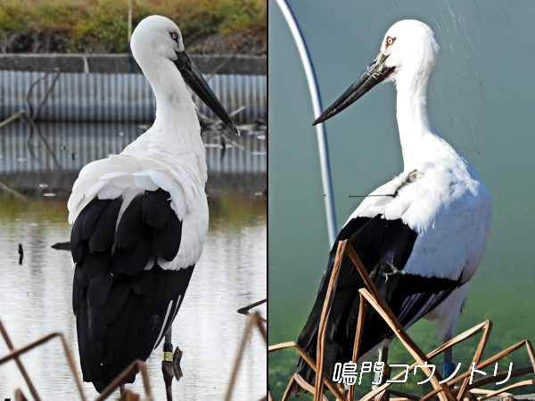 徳島県鳴門市 鳴門コウノトリ J0044 オス J0480 メス GPS