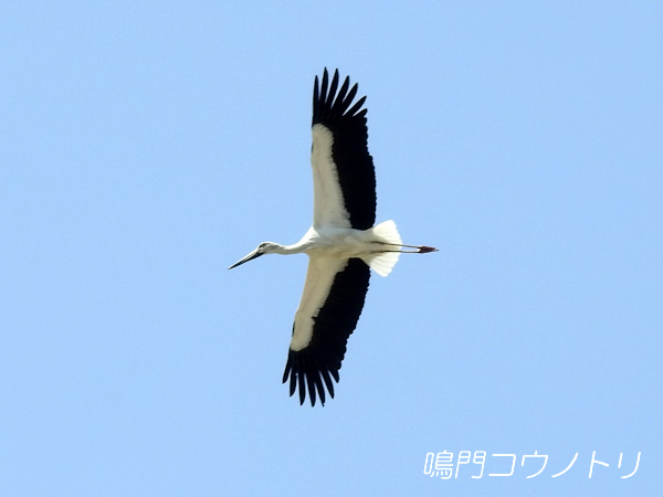 鳴門コウノトリ 2016年4月20日 徳島県鳴門市大麻町