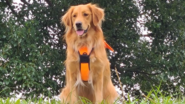 犬