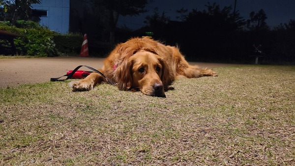 犬