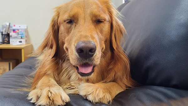 犬2
