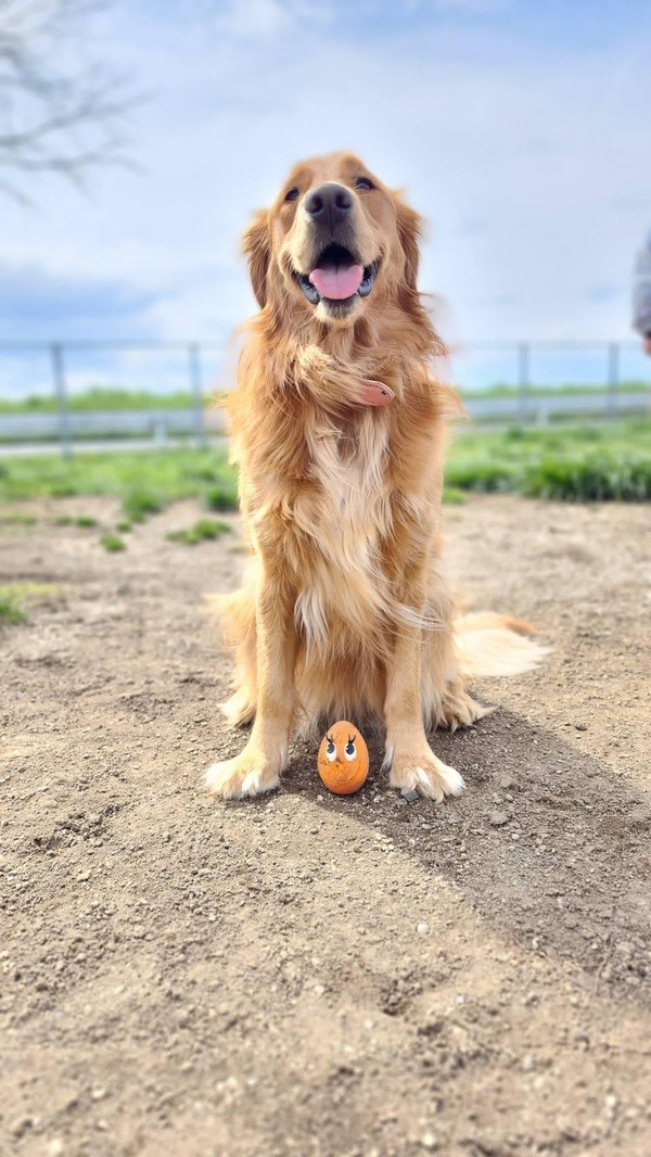 犬1