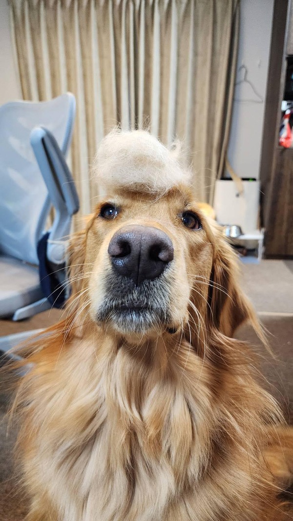 犬