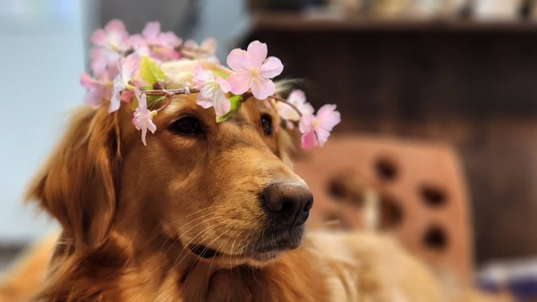 犬